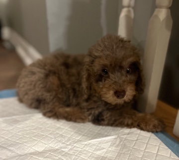 Poodle – Such a cutie!