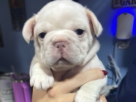 French Bulldog – French Bulldog Puppies