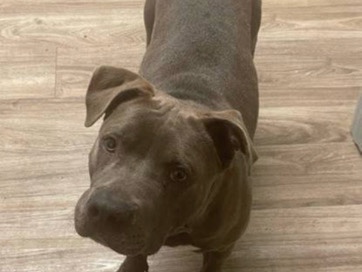 American Pit Bull Terrier – pitty – Oceanside
