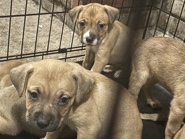 American Pit Bull Terrier – new born puppies – Fayetteville