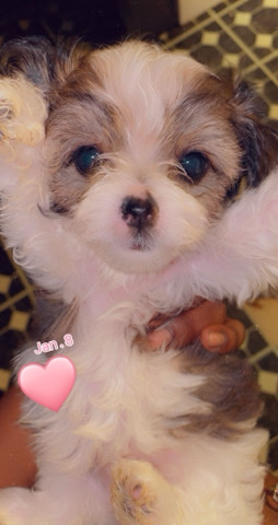 Shih Tzu – 9 week puppies for sale