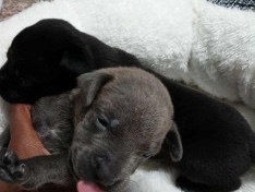 American Pit Bull Terrier – pitbull puppy – Bellview