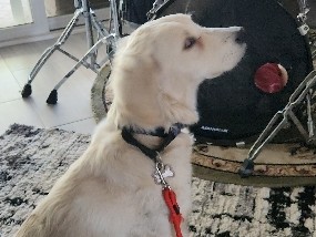 Golden Retriever – English Creme Golden Retriever – Thousand Oaks