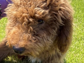 Goldendoodle – Biscoff (miniature Goldendoodle) – Cleveland