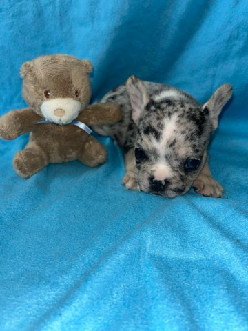 French Bulldog – French bulldogs