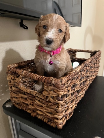 labradoodle