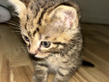 kitten needs a warm loving safe home