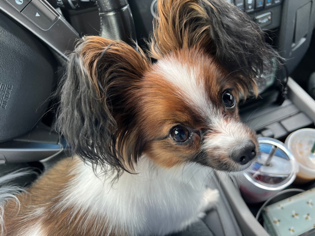 Papillon – Papillon Puppy