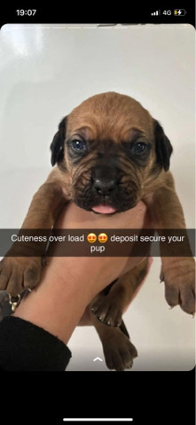 Cane Corso – cane corso pups