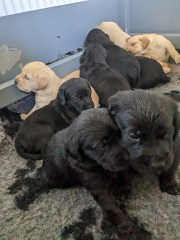 Goldador puppies for sale in Ipswich