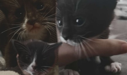3 black and white kittens in need of a home