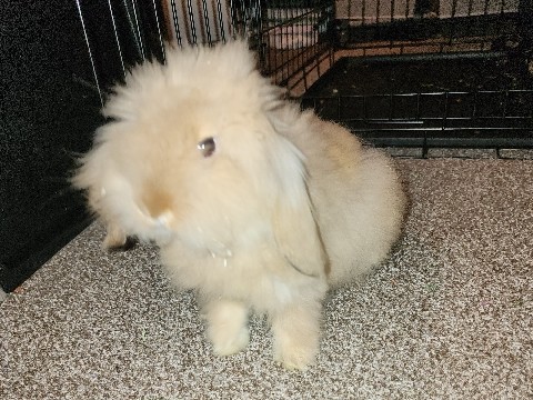 Lionhead – Meet Chloe: The Sweetest Purebred Lionhead Rabbit Seeking a Loving Forever Home! 🦁🐰 – Sumner