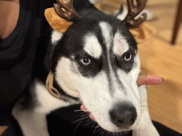 Siberian Husky – Husky Pup-Loki