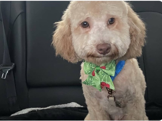 Poodle – Pluto the Mini Poodle looking for new Home! – Fredericksburg