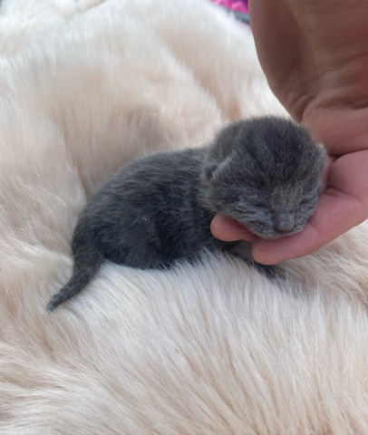 Russian Blue – gorgeous kittens