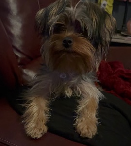 Yorkshire Terrier – Cookie needs a new home. Small, toy Yorkie in Dallas. Very energetic and playful.