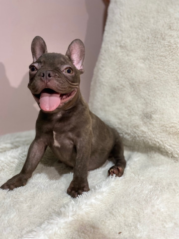 French Bulldog – Frenchie