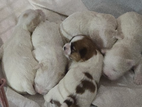 Shichon – F2 Shichon Puppies – Manassas