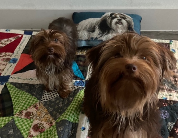 Yorkshire Terrier – chocolate yorkie puppies