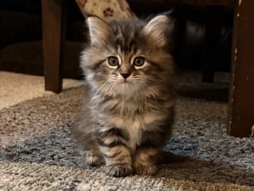 Siberian – 🐱 Siberian Kittens Looking for Loving Homes 🐱 – Fairfax