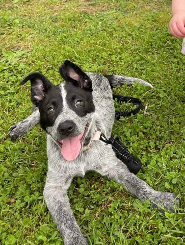 Blue Heeler/Australian Shepherd mix
