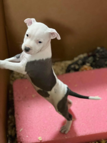 American Pit Bull Terrier – 7 week old female