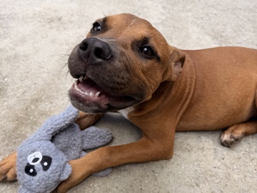 Mixed Breed – Sweet puppy – Augusta