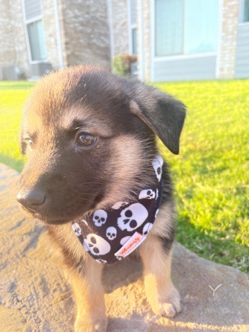 German Shepherd – Puppy