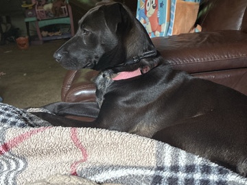 Mixed Breed – rehoming my Luna – Falkville