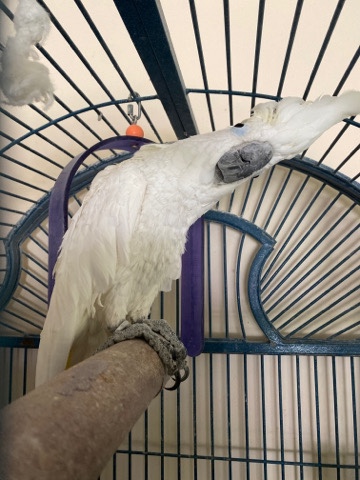 cockatoo