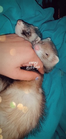ferret – babygirl ferret Lilo