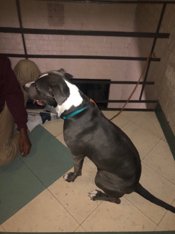 American Pit Bull Terrier – her name is Narla