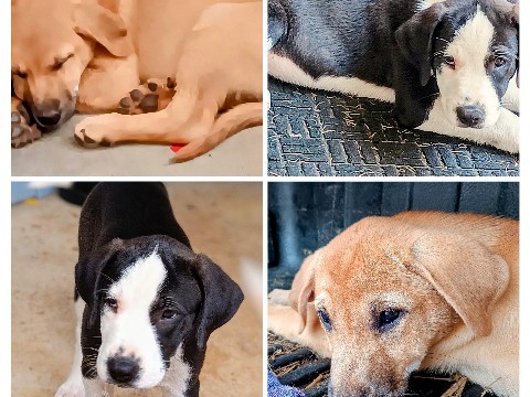 border collie/ Pyrador