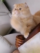 Persian (Modern) – Cat – Ajman