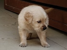 Golden Retriever – dog seller – Deatwal
