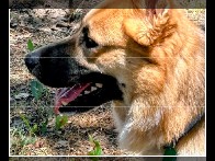 German Shepherd – loveable German shepherd mix – San Antonio