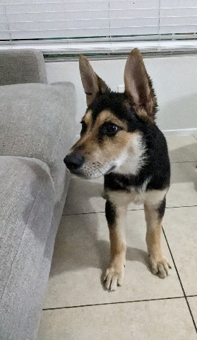 Old German Shepherd Dog – need to get rid of asap.$600 OBO
