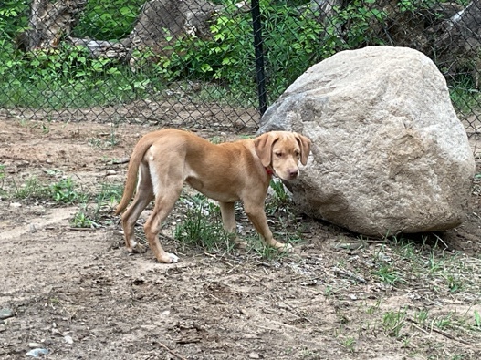 Mixed Breed – Rehoming sweet 7 month spayed puppy – Mountain