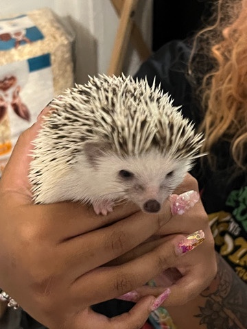 hedgehog – Hedgehog