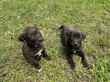 maybe bully mix/ lab – Bulls Gap