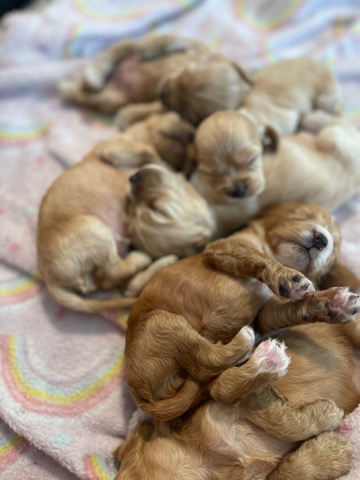 cocker spaniel puppies 