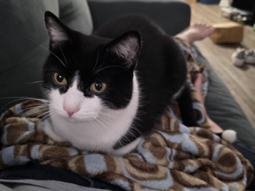 American Shorthair – free cat – Houston
