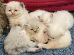Raghdoll kitten 