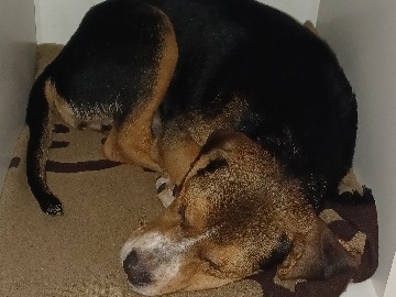 Beagle - puppies available for adoption in Toronto