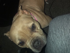 American Pit Bull Terrier – NEEDS REHOMING ASAP – Dallas