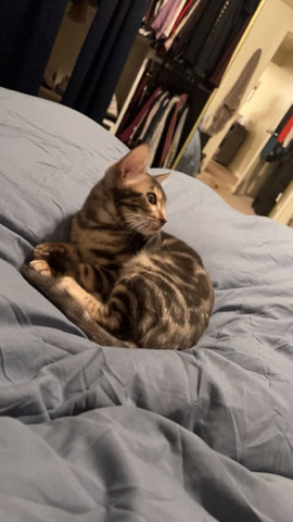 Bengal – Bengal Cat