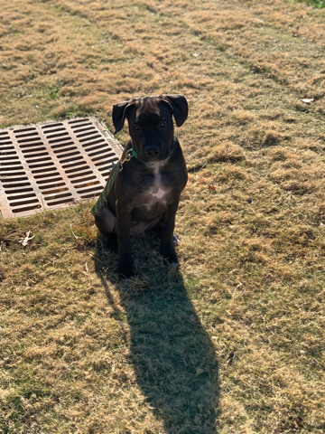 Labrador Retriever – bully/lab mix