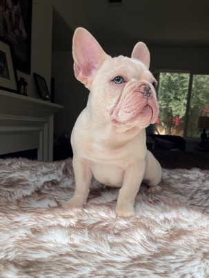French Bulldog – White French Bulldog looking for home !