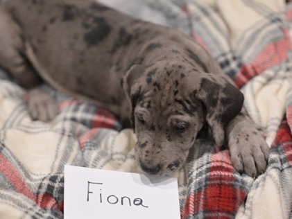 Great Dane – Great Dane Female – Denmark