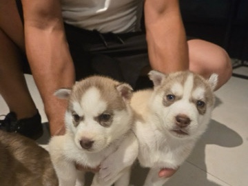 Labrador Husky – puppy husky – Miami